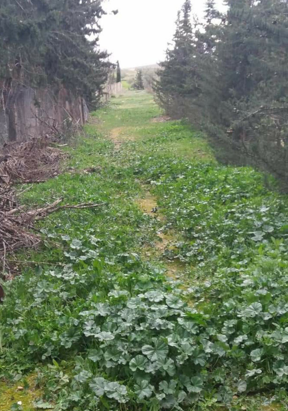 Le Kef Ouest Kef Ouest Terrain Terrain nu Tres joli terrain nu affaire d'avenir