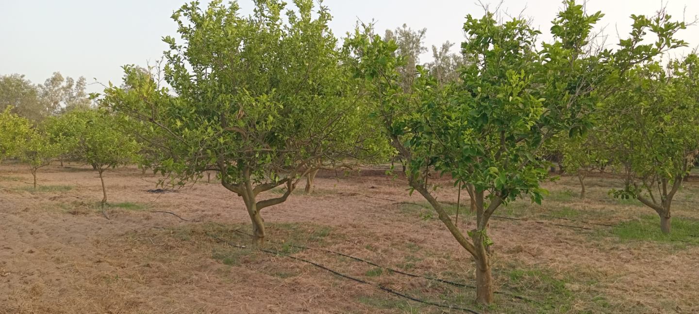 Bou Argoub Borj Hafaiedh Terrain Terrain agricole Verger un hectare et demi avec oliviers et agrumes