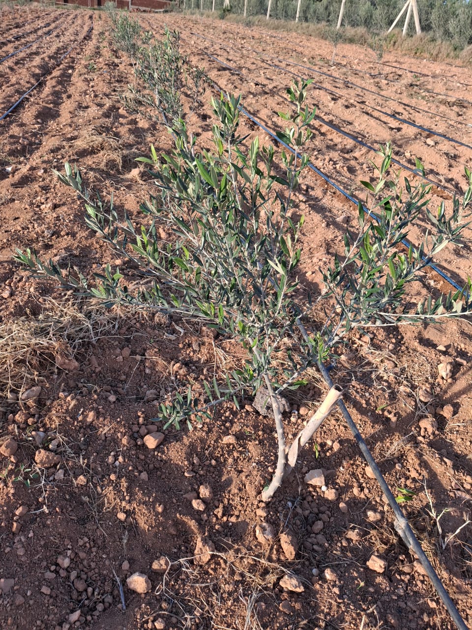 Mornag Jebel Ersass Jardinage Autre Bonne affaire