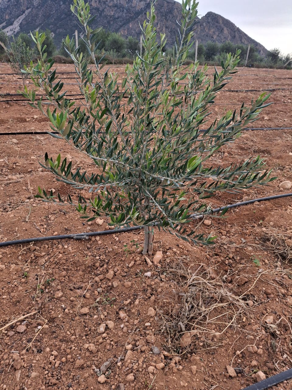 Mornag Jebel Ersass Jardinage Autre Bonne affaire