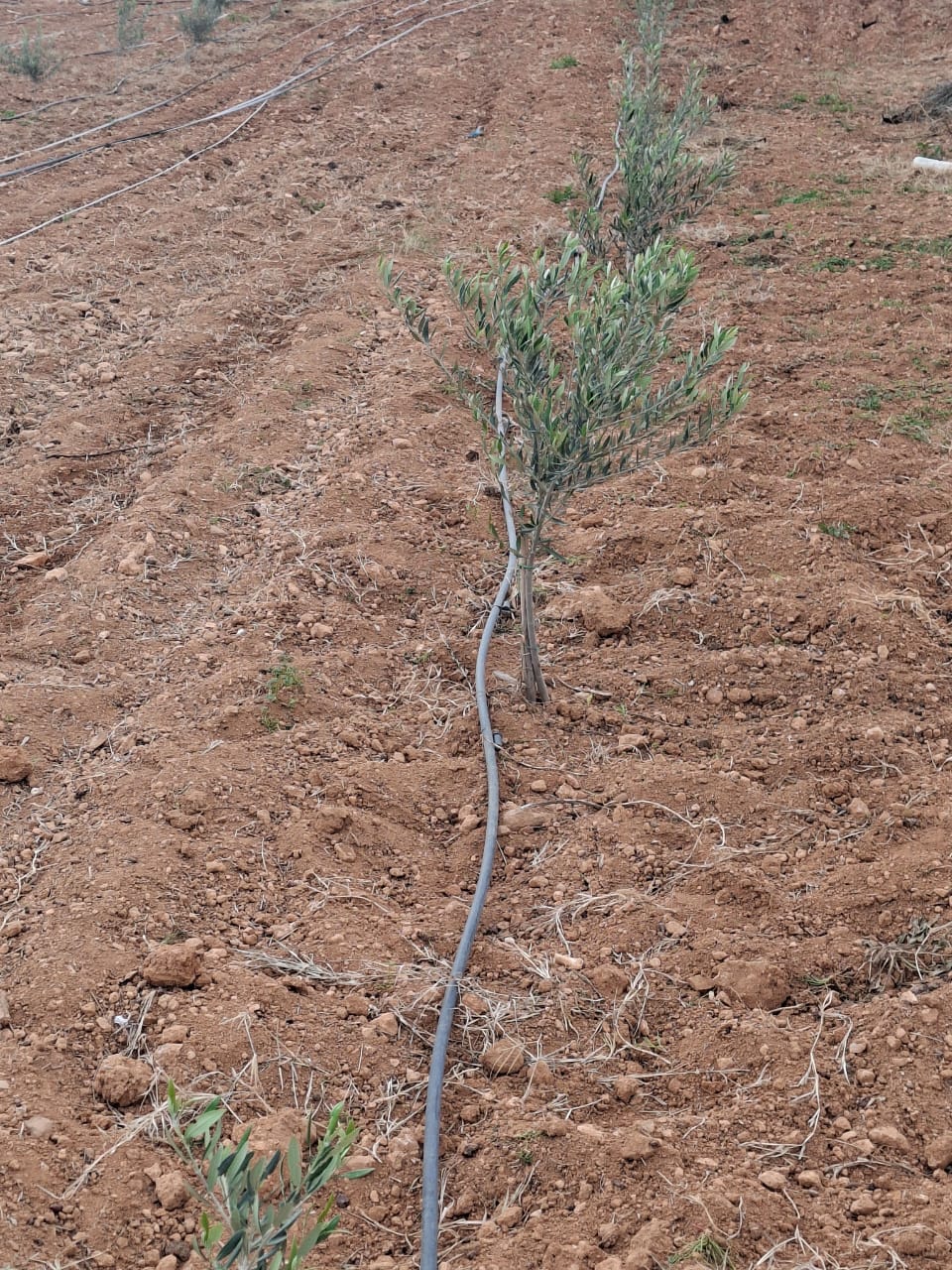 Mornag Jebel Ersass Jardinage Autre Bonne affaire