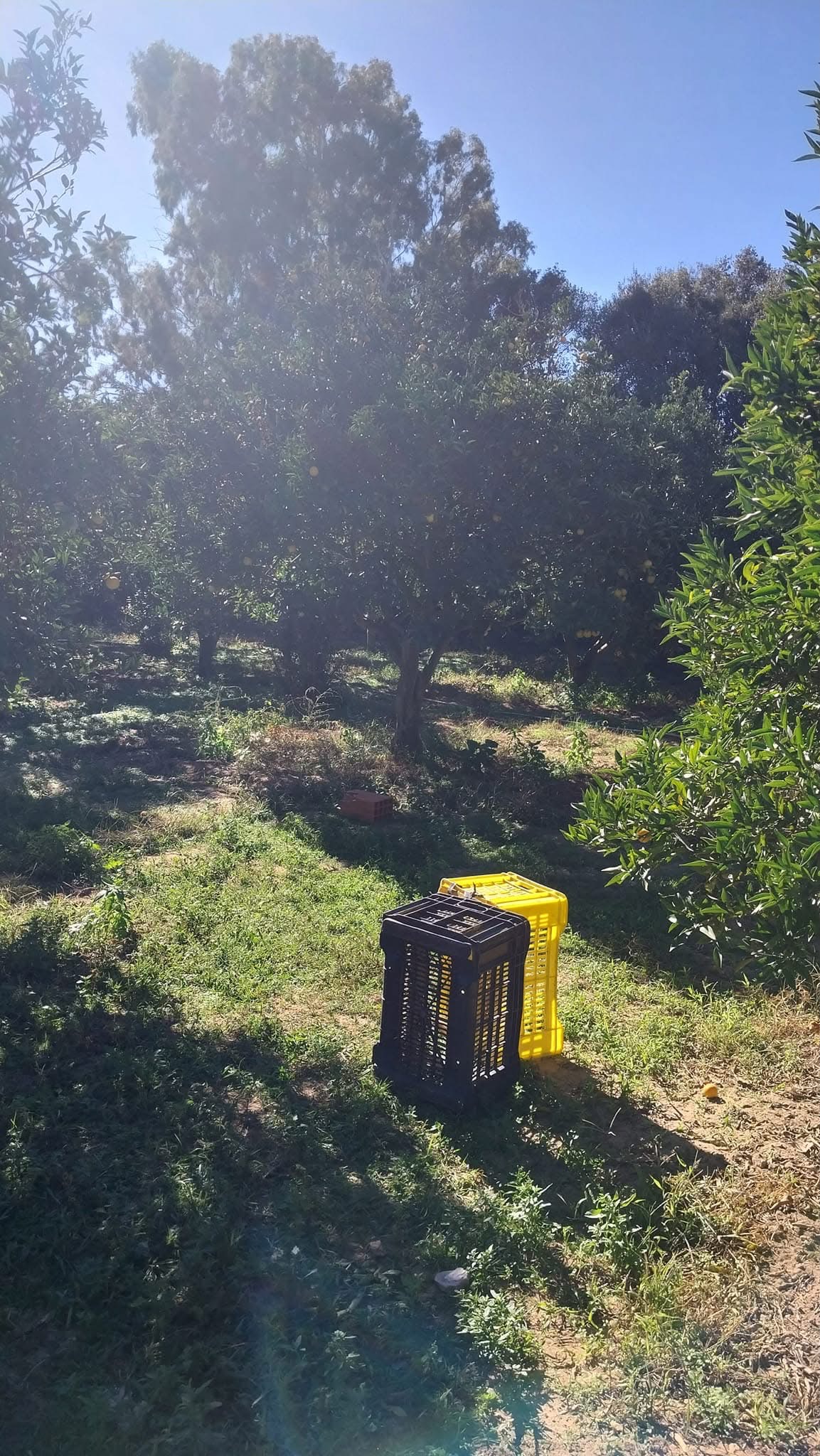 Ras Jebel Cite Kaa El Ballout Terrain Terrain agricole Lot de terrain  ras jebel bizerte
