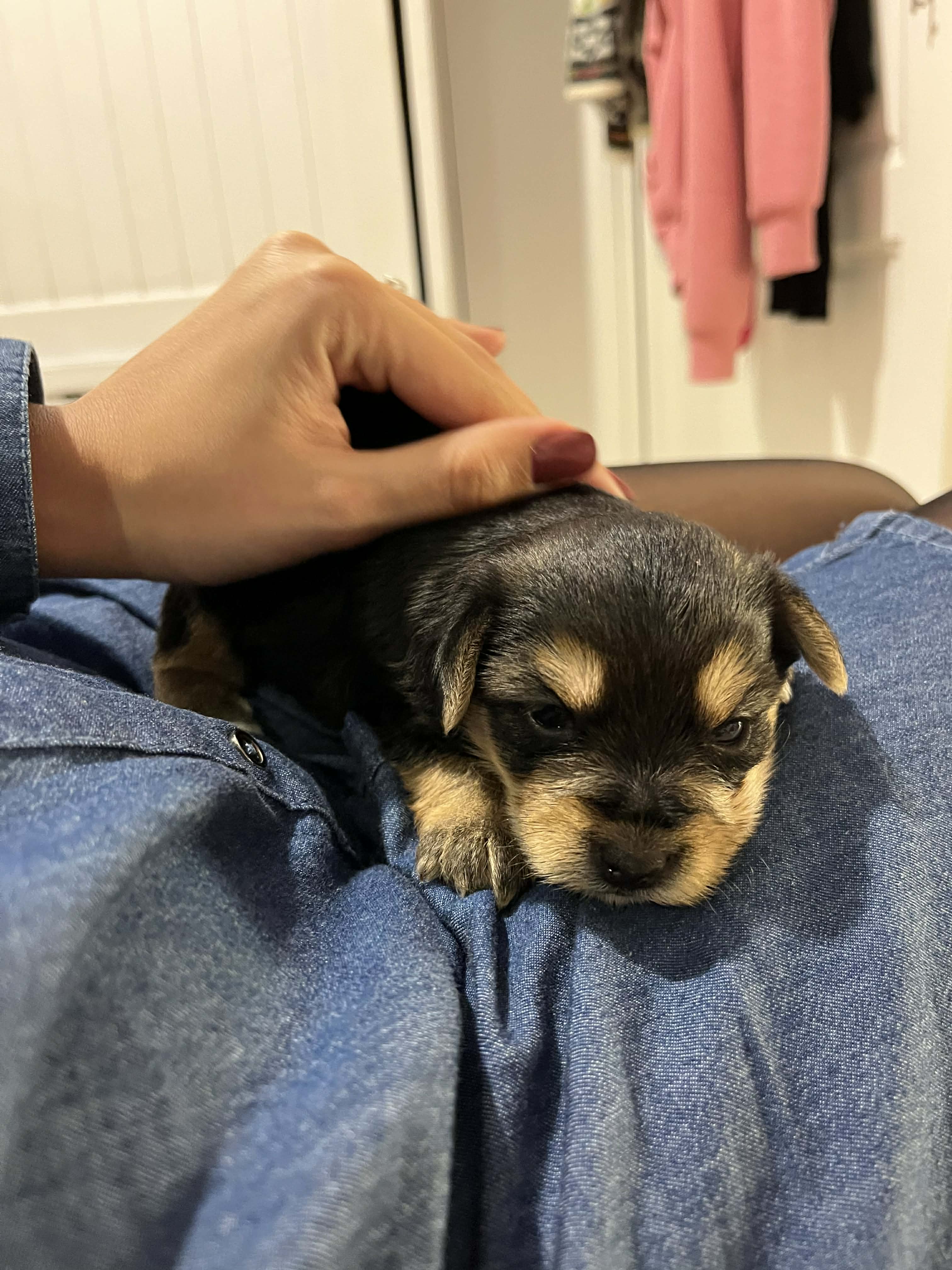 La Marsa Marsa Safsaf Chiens Autre Chiot yorkshire