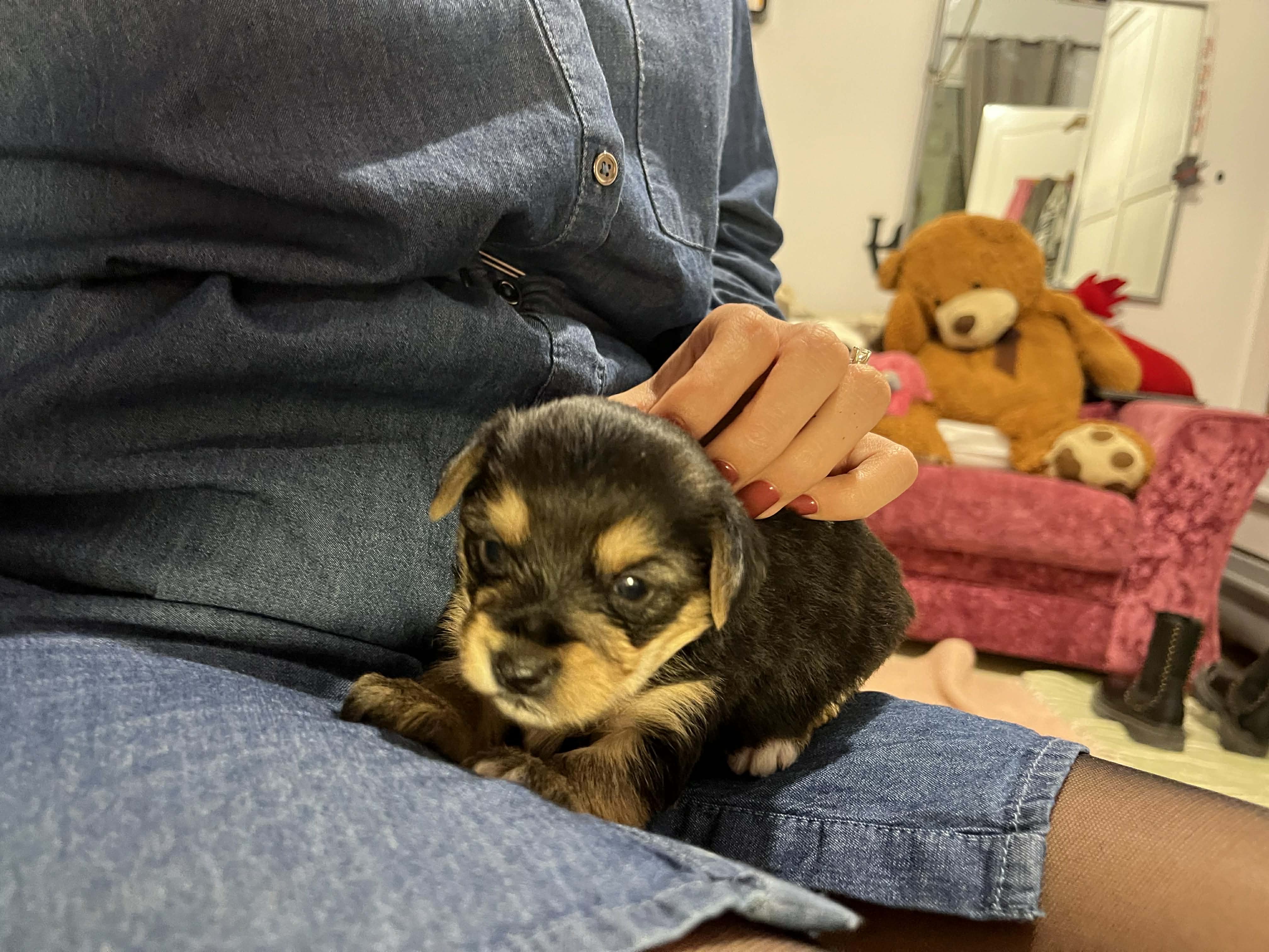 La Marsa Marsa Safsaf Chiens Autre Chiot yorkshire