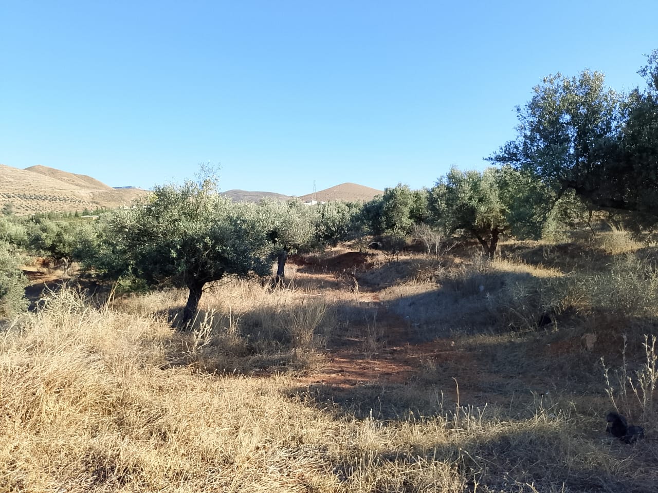 Sidi Thabet Jabbes Terrain Terrain agricole Terrain de 1 hectare  sidi thabet jabbes