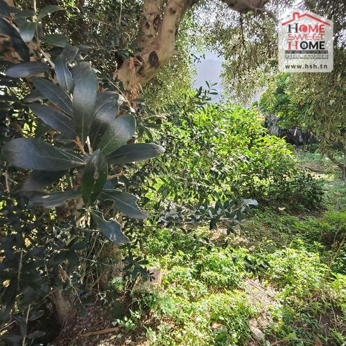 Bizerte Nord Bizerte Terrain Terrain nu Terrain villa altia  corniche bizerte