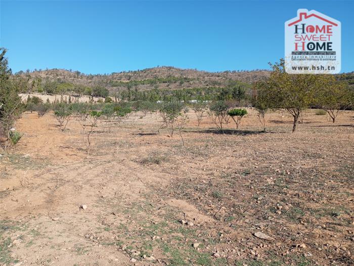 Mejez El Bab Mejez El Bab Terrain Terrain agricole Terrain agricole agrisol  mjez el beb