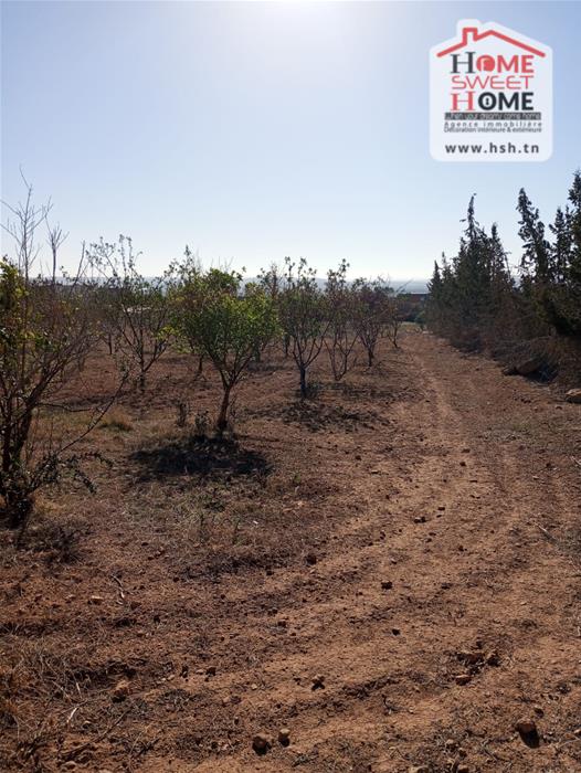 Mejez El Bab Mejez El Bab Terrain Terrain agricole Terrain agricole agrisol  mjez el beb