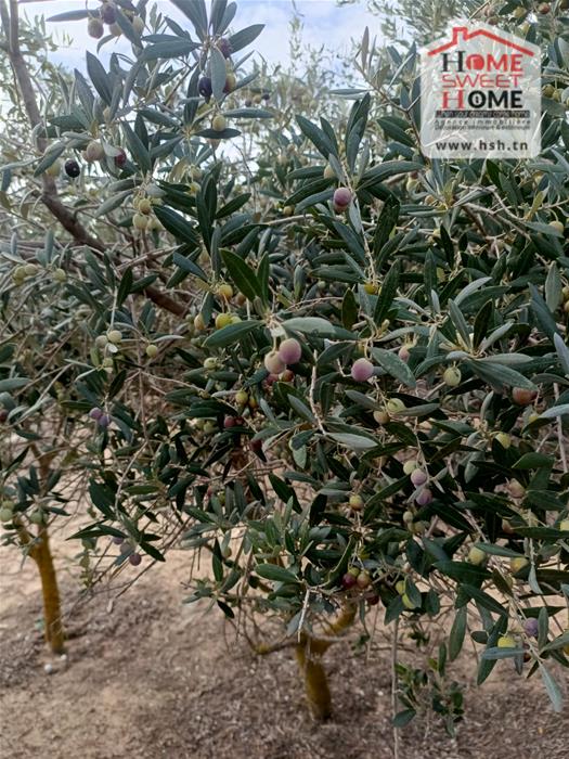 Le Kef Est Le Kef Terrain Terrain agricole Terrain agricole olivara  boulifa le kef