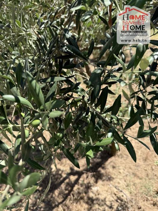 Le Kef Est Le Kef Terrain Terrain agricole Terrain agricole olivara  boulifa le kef