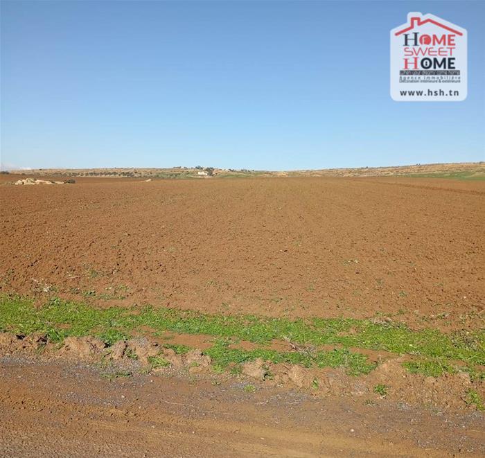 Mejez El Bab Mejez El Bab Terrain Terrain agricole Terrain agricole fertilia  mjez el beb