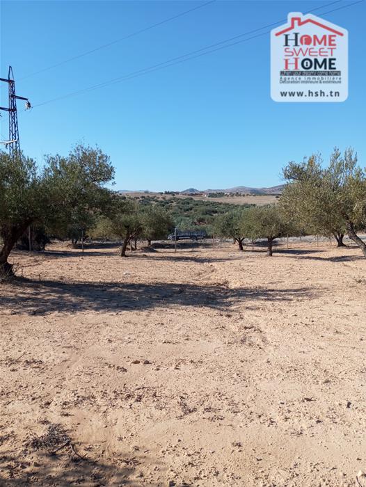 Testour Testour Terrain Terrain agricole Terrain agricole cultiva  testour