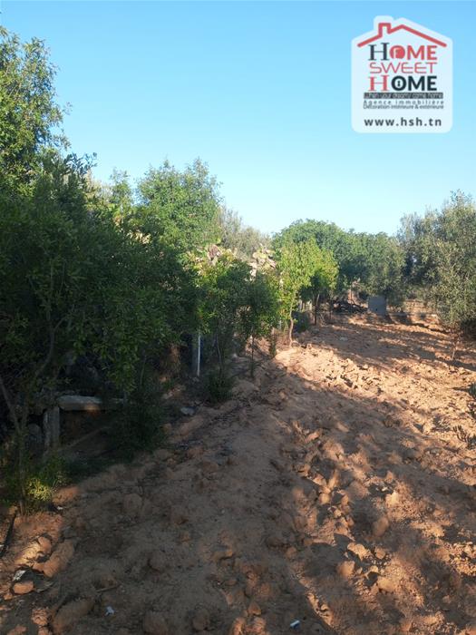 Sousse Ville Sousse Terrain Terrain agricole Terrain agricole ecovera  sousse