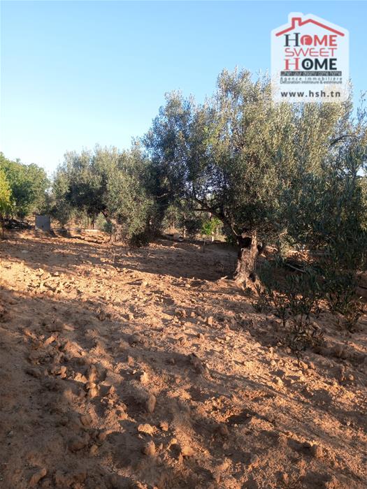 Sousse Ville Sousse Terrain Terrain agricole Terrain agricole ecovera  sousse