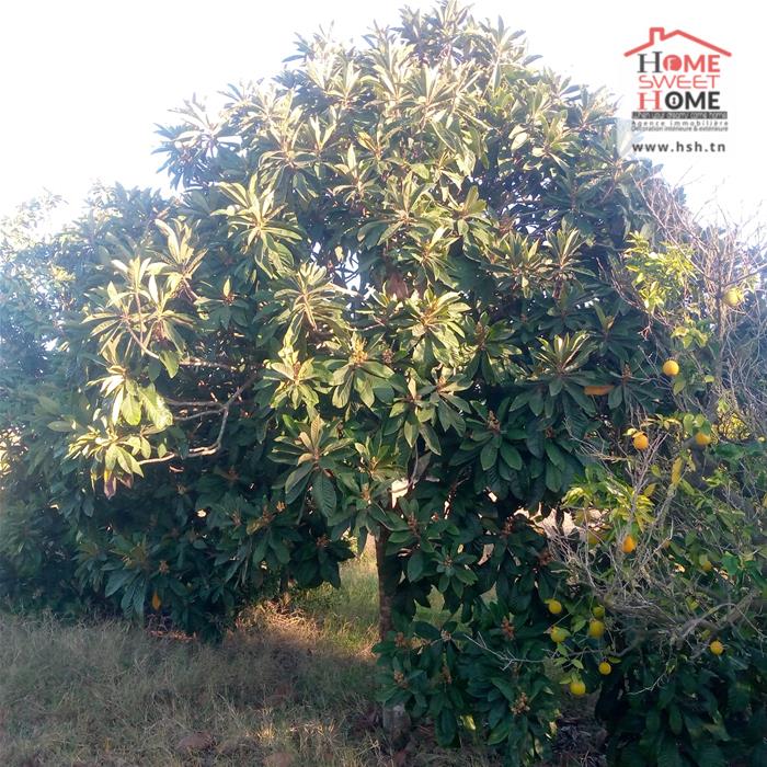 Menzel Bouzelfa Menzel Bouzelfa Terrain Terrain agricole Terrain agricole oraniva  menzel bouzelfa