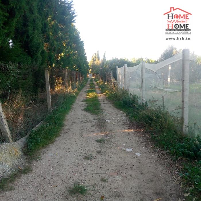 Menzel Bouzelfa Menzel Bouzelfa Terrain Terrain agricole Terrain agricole oraniva  menzel bouzelfa