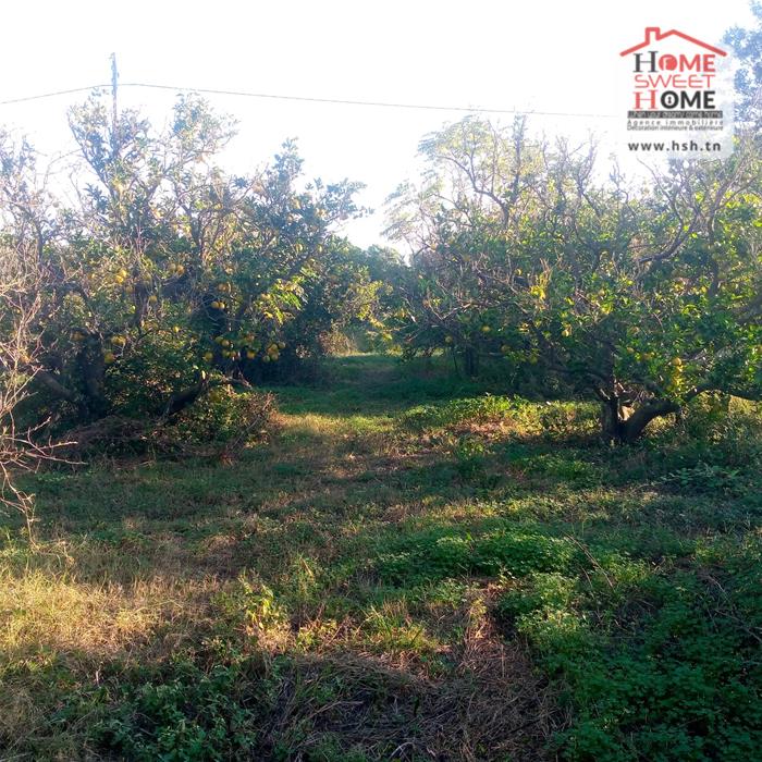 Menzel Bouzelfa Menzel Bouzelfa Terrain Terrain agricole Terrain agricole oraniva  menzel bouzelfa