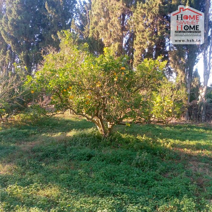 Menzel Bouzelfa Menzel Bouzelfa Terrain Terrain agricole Terrain agricole oraniva  menzel bouzelfa