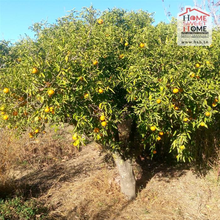 Menzel Bouzelfa Menzel Bouzelfa Terrain Terrain agricole Terrain agricole olivora  menzel bouzelfa