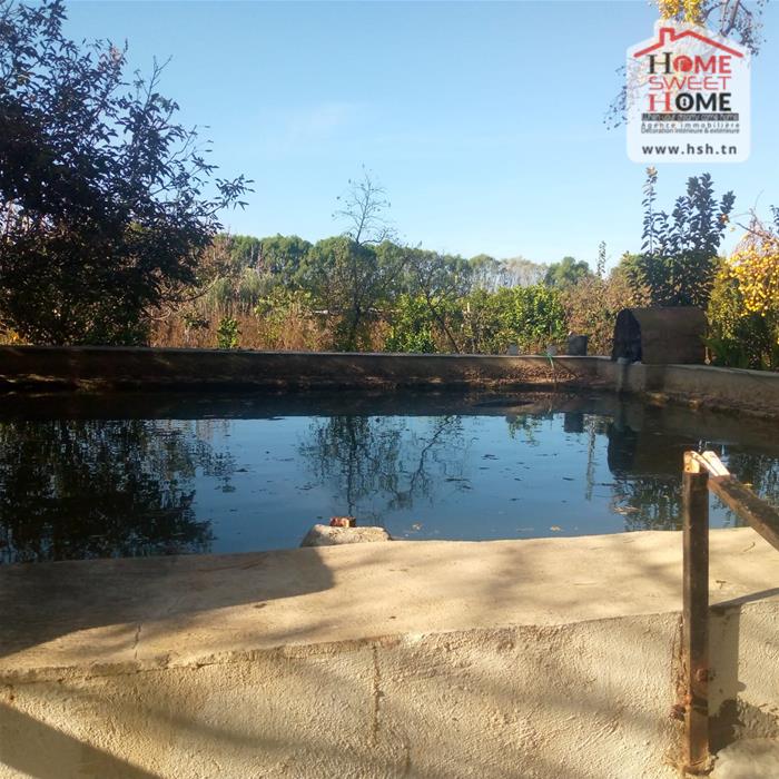 Menzel Bouzelfa Menzel Bouzelfa Terrain Terrain agricole Terrain agricole olivora  menzel bouzelfa