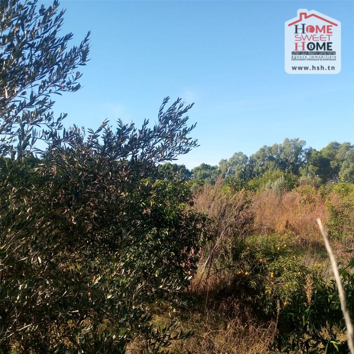 Menzel Bouzelfa Menzel Bouzelfa Terrain Terrain agricole Terrain agricole olivora  menzel bouzelfa