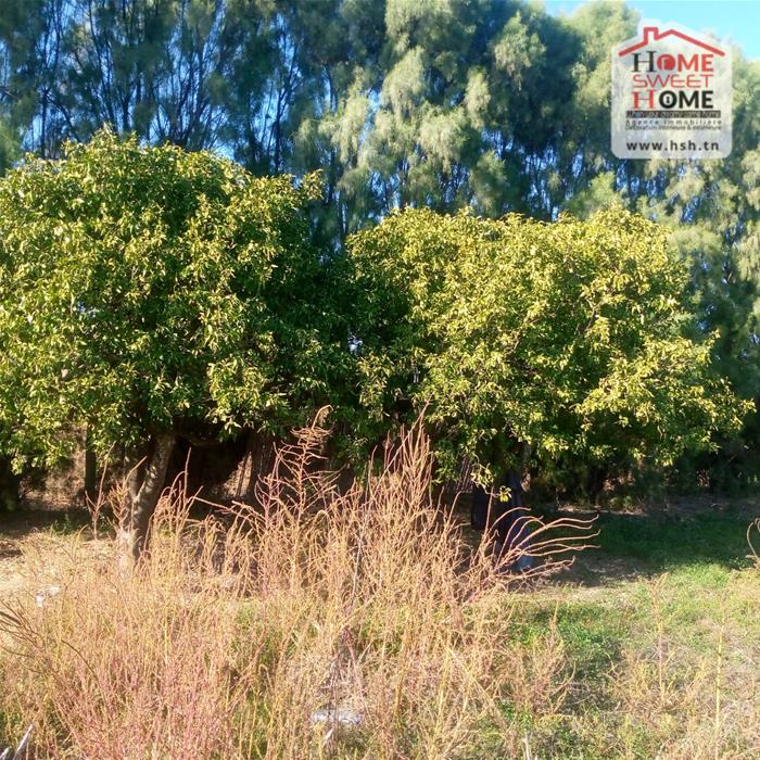 Menzel Bouzelfa Menzel Bouzelfa Terrain Terrain agricole Terrain agricole olivora  menzel bouzelfa