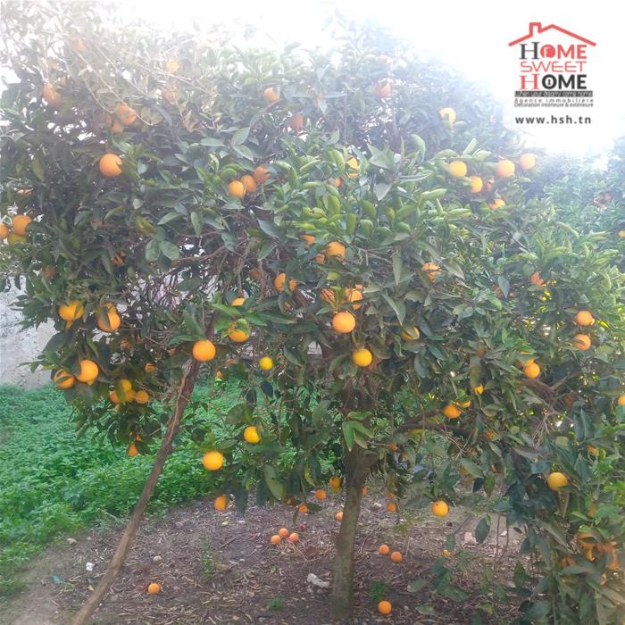 Menzel Bouzelfa Menzel Bouzelfa Vente Maisons Immeuble inveria  menzel bouzelfa