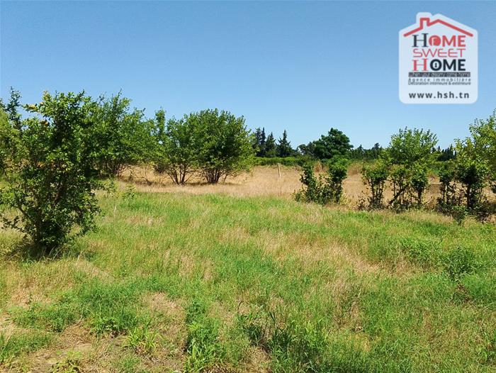 Menzel Bouzelfa Menzel Bouzelfa Terrain Terrain nu Terrain agricole zied  nabeul