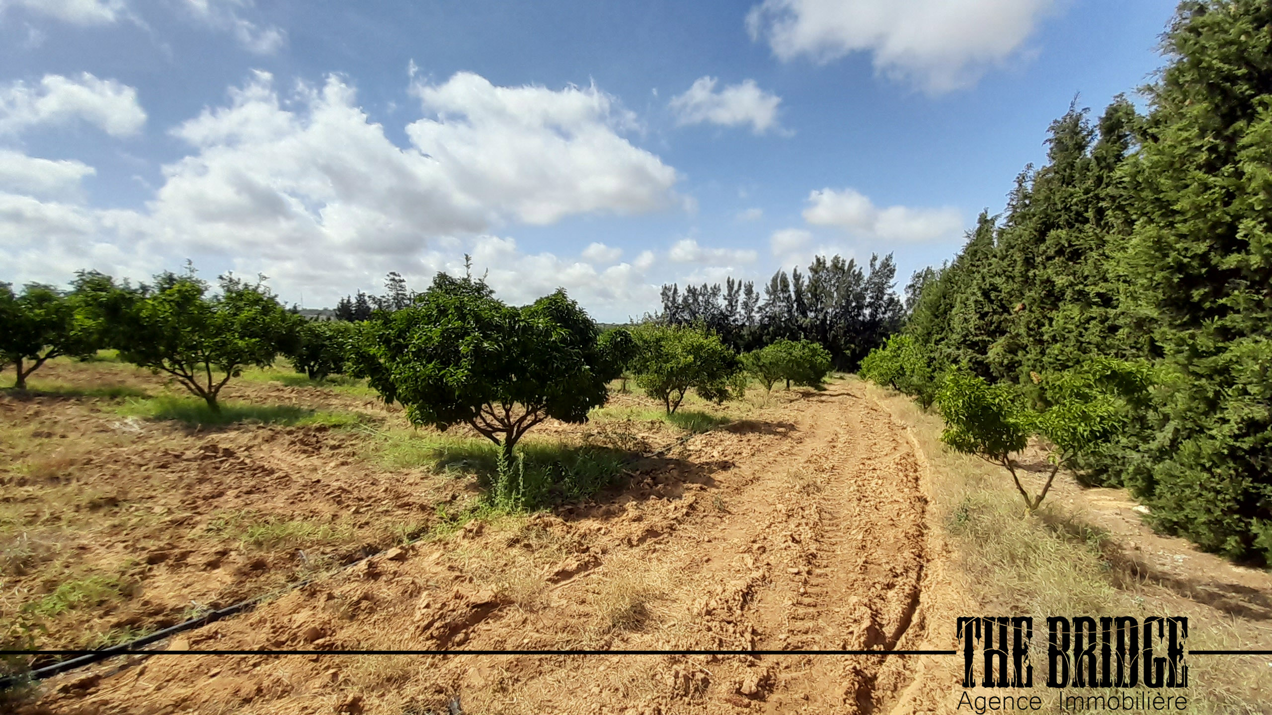 Nabeul Henchir Gort Terrain Terrain agricole Un hectare et demi  avec villa et piscine