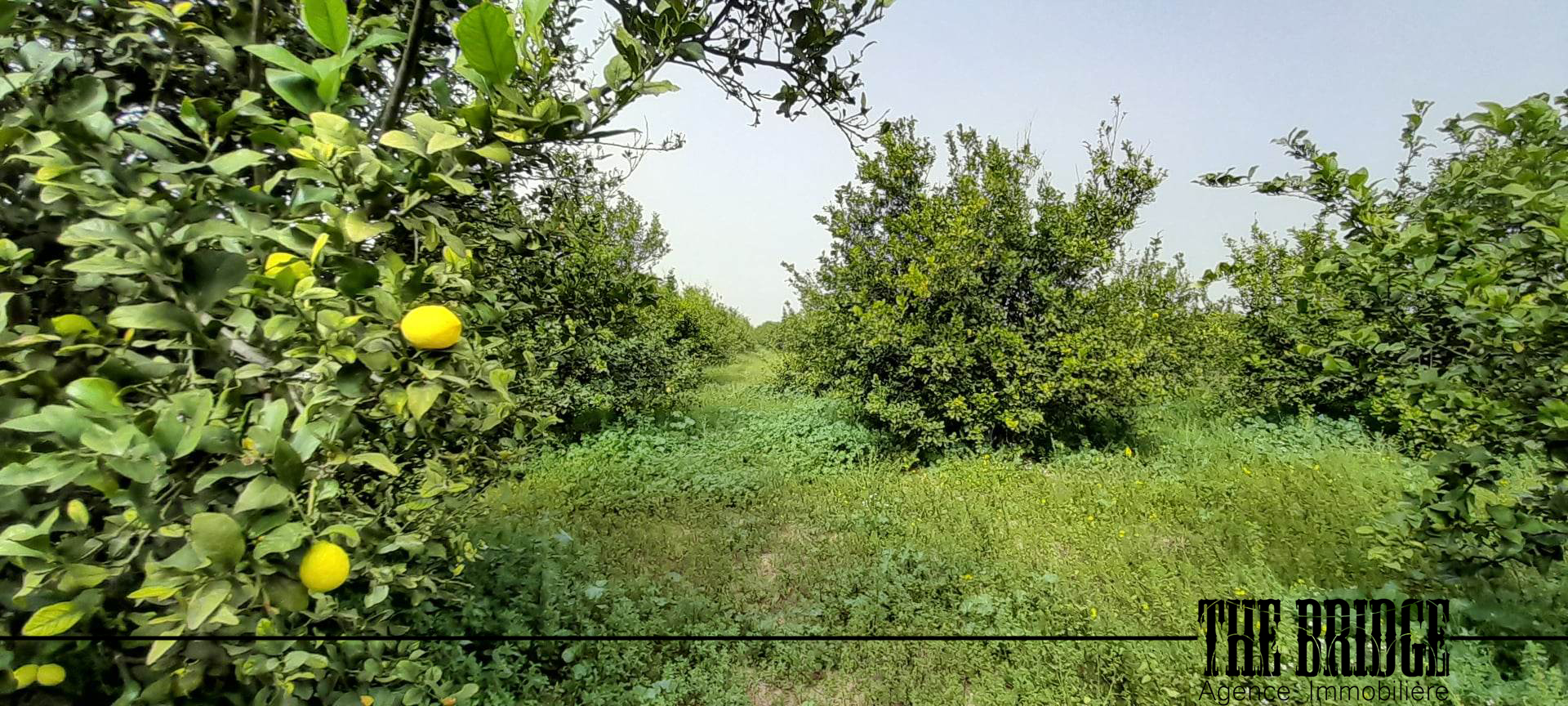 Bou Argoub Borj Hafaiedh Terrain Terrain agricole Un hectare dagrumes  bou argoub