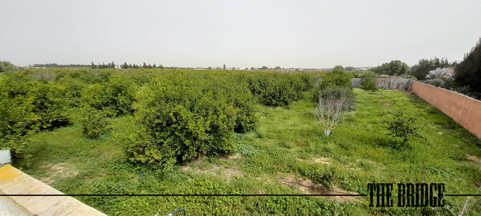 Bou Argoub Borj Hafaiedh Terrain Terrain agricole Un hectare dagrumes  bou argoub