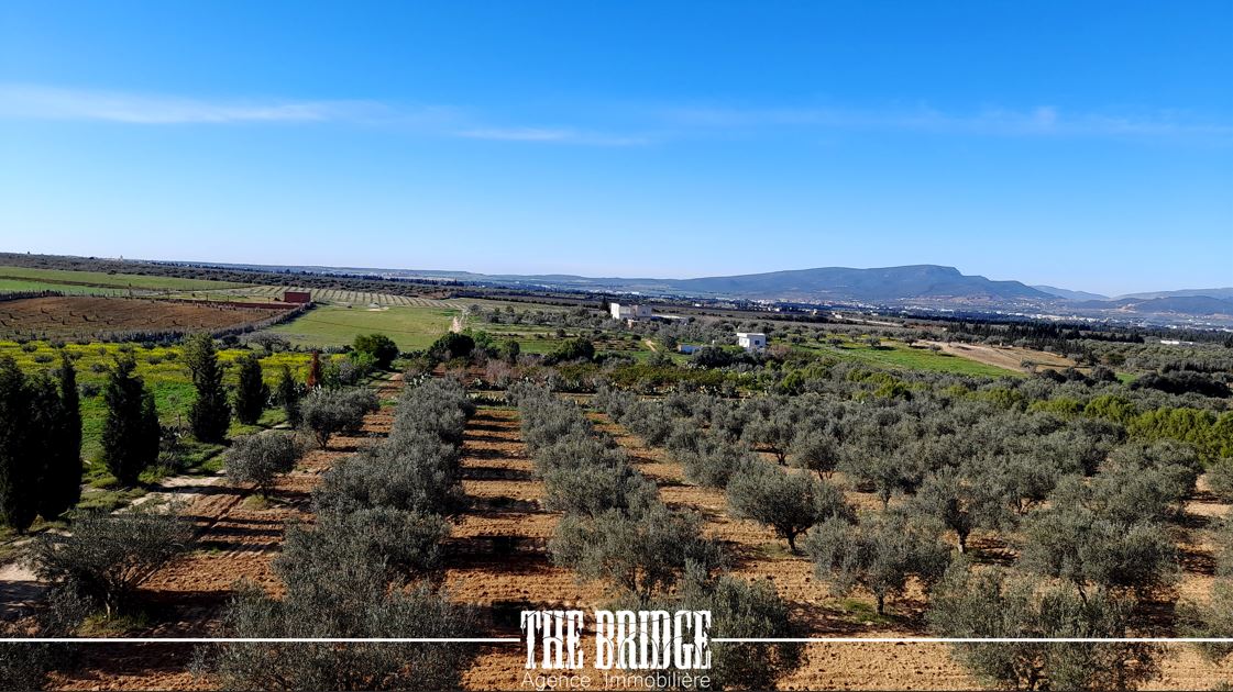 Bou Argoub El Mhedhba Terrain Terrain agricole Ferme   mhedhba route nabeul