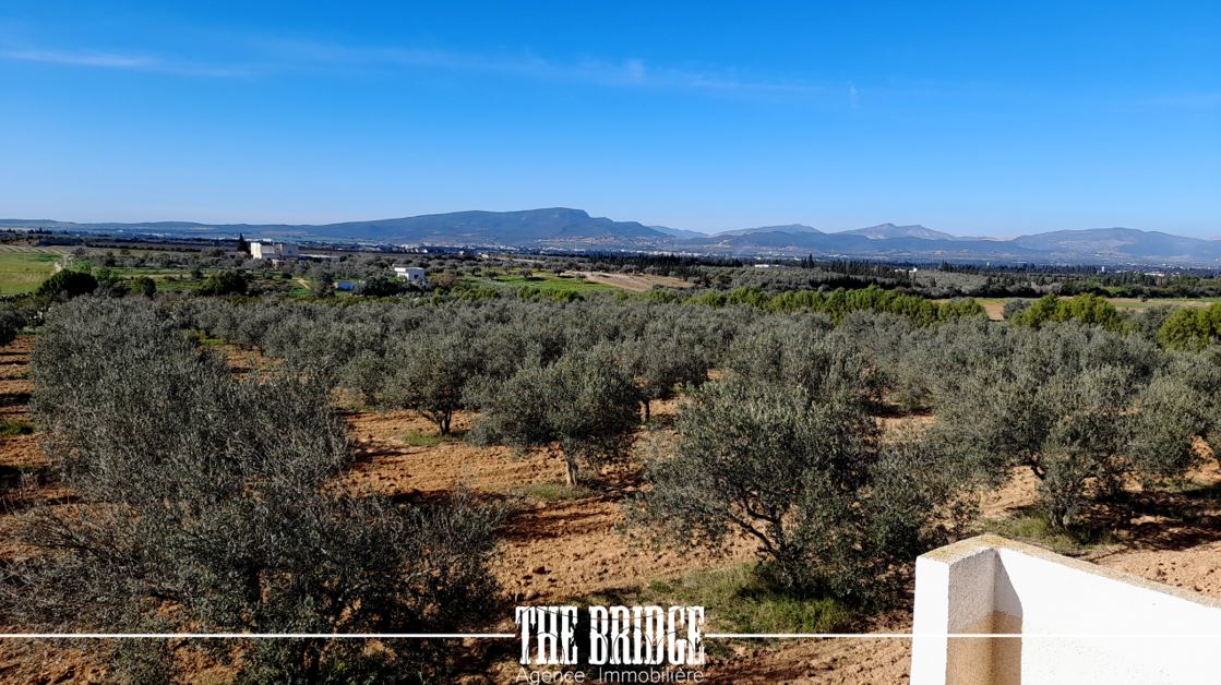 Bou Argoub El Mhedhba Terrain Terrain agricole Ferme   mhedhba route nabeul