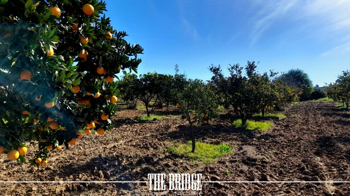 Bou Argoub El Mhedhba Terrain Terrain agricole Ferme   mhedhba route nabeul