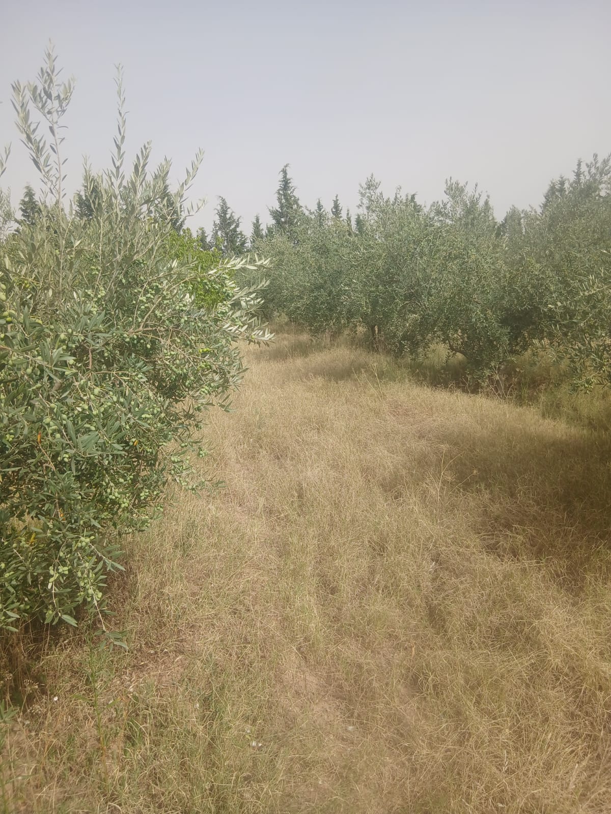 Kalaat Sinane Kalaat Sinane Terrain Terrain agricole 40 hectares sakui el kef