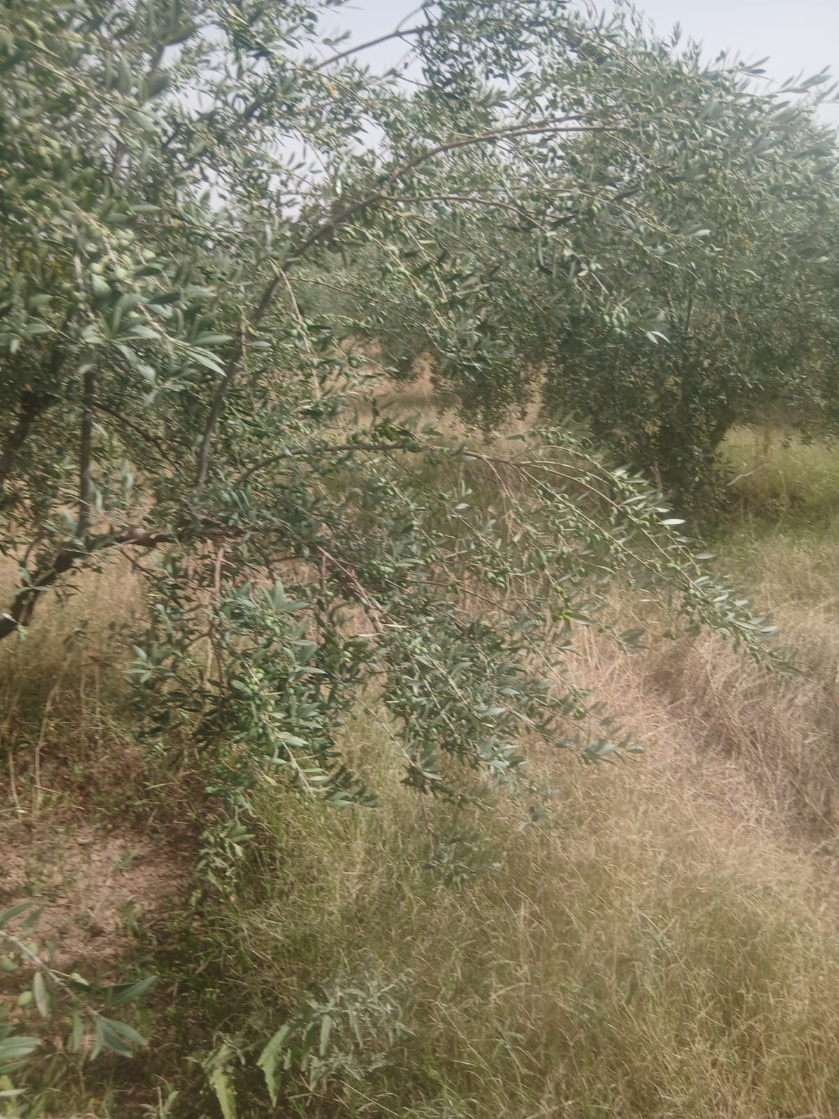 Kalaat Sinane Kalaat Sinane Terrain Terrain agricole 40 hectares sakui el kef