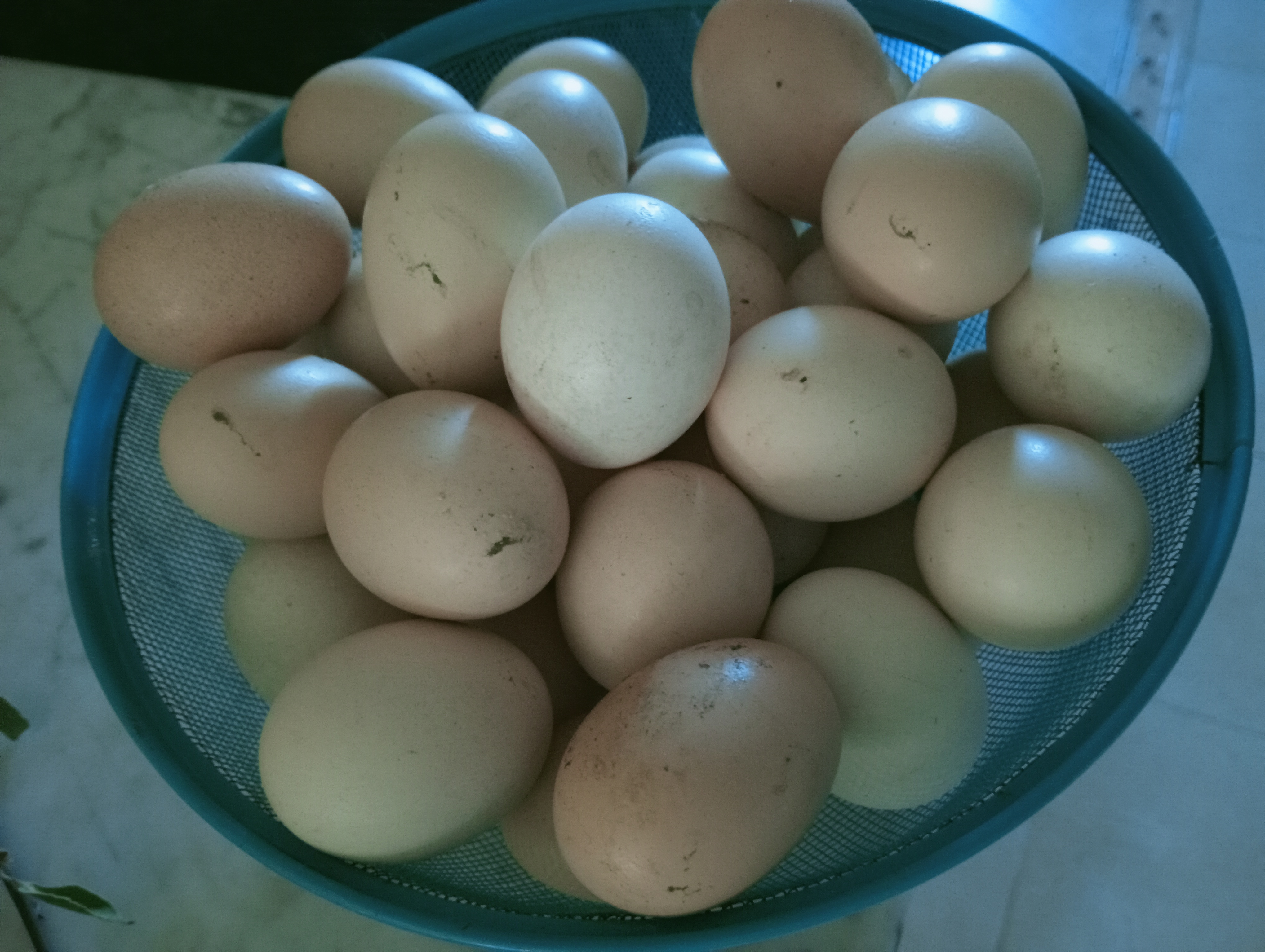 Kalaat Landlous Borj El Hadj Autre Autre Des oeuf bio tunisiens