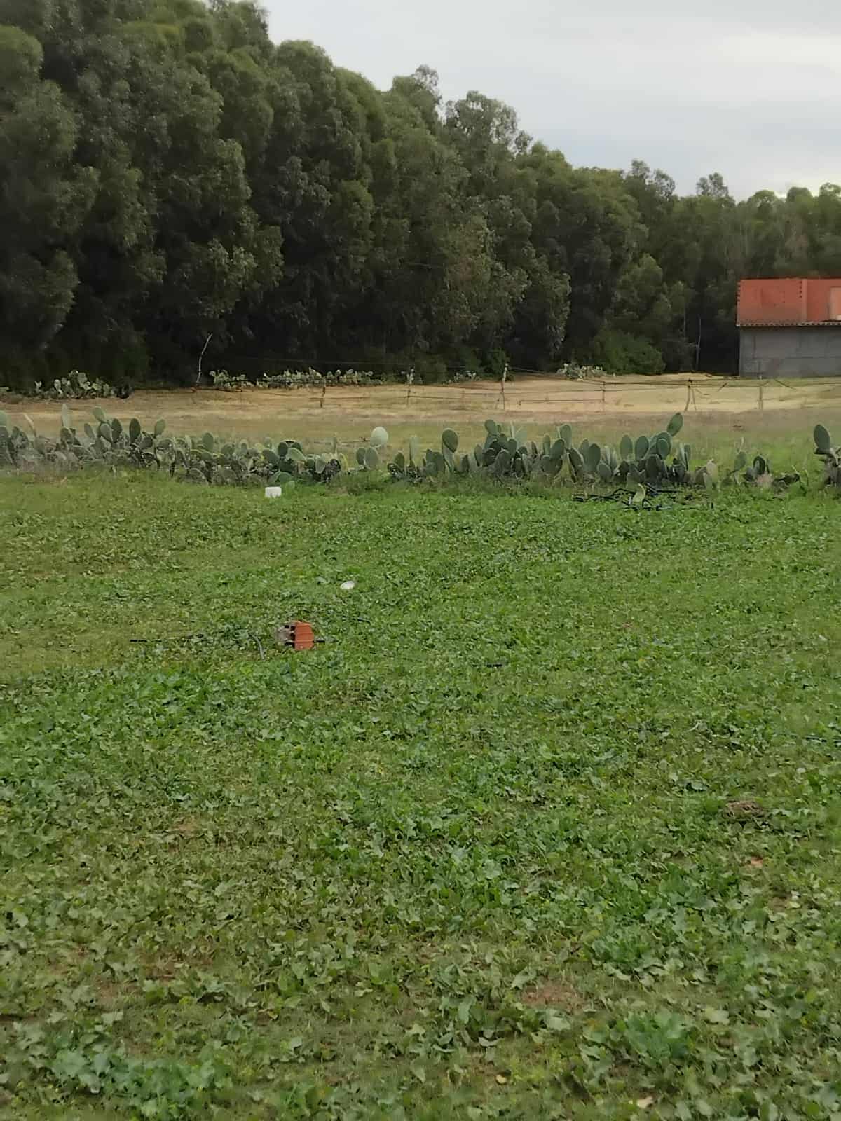 Kelibia Kelibia Terrain Terrain nu 5000m2 situ azmour