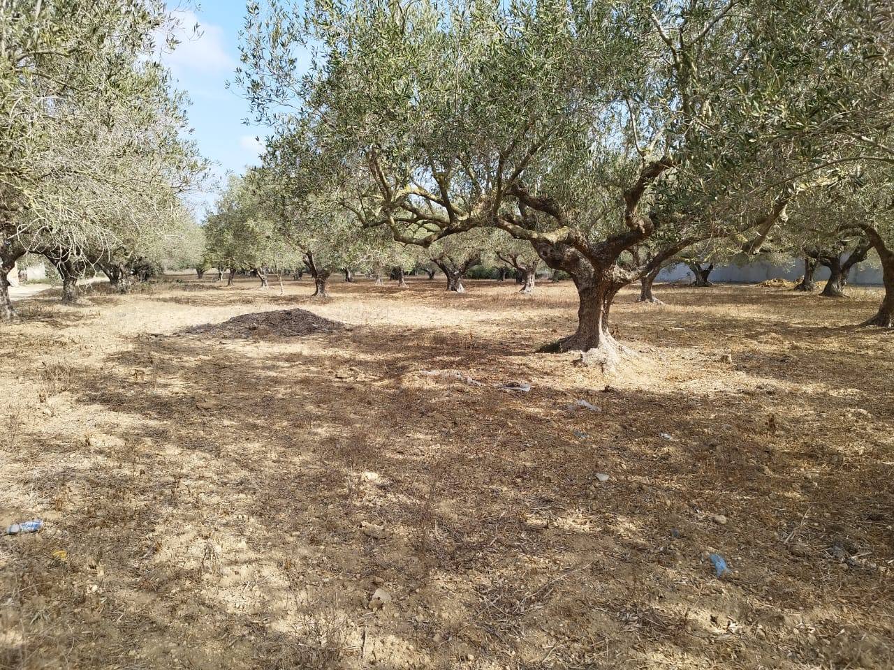 Kelibia Kelibia Terrain Terrain nu Terrain a klibia sur la route principale