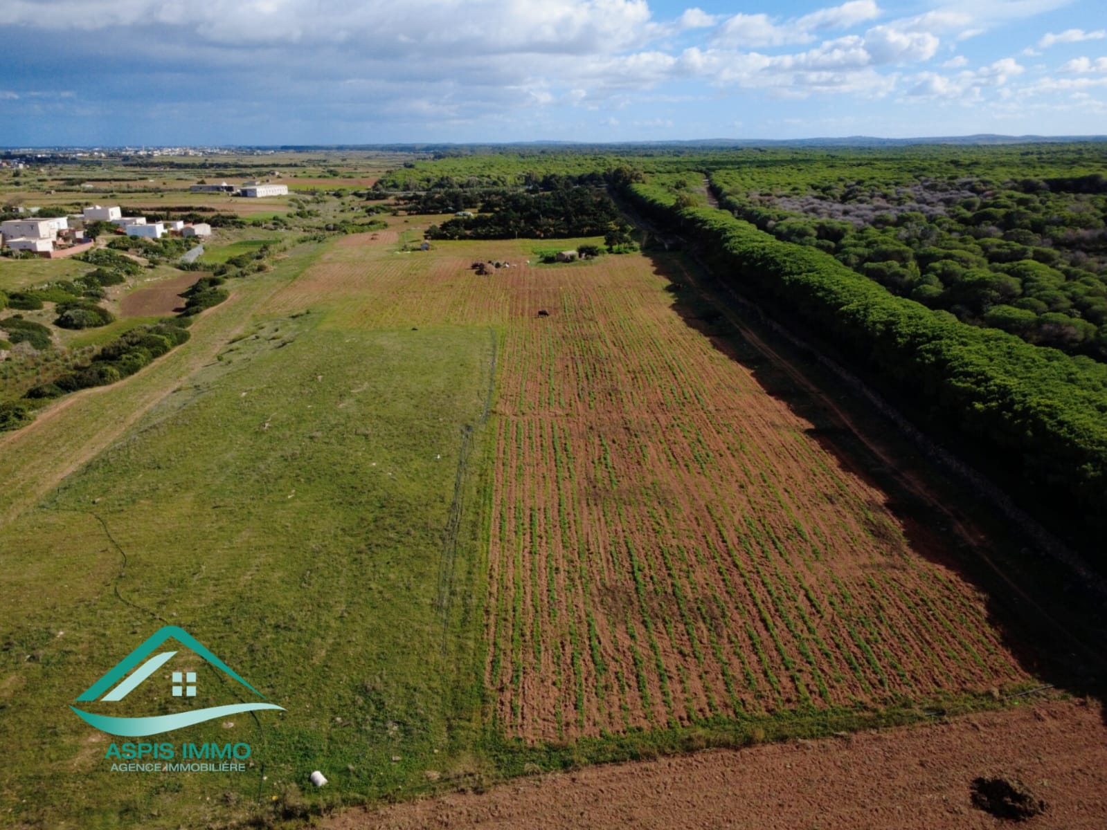 El Haouaria Sidi Daoud Vente Surfaces Vt809 terrain agricole  sidi daoued hawaria