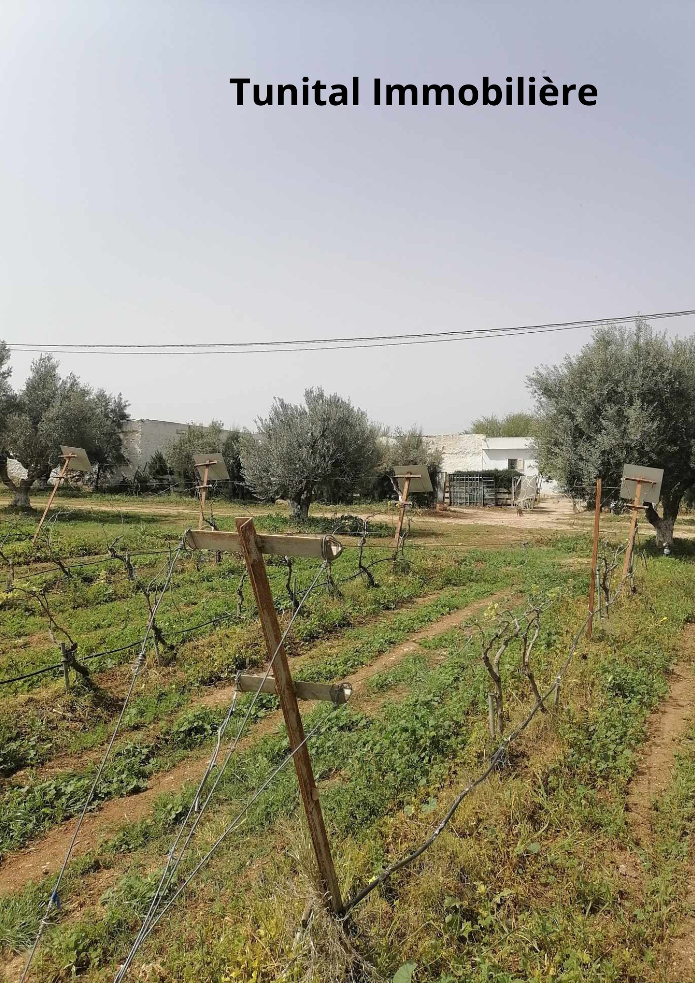 Borj El Amri Borj El Amri Terrain Terrain nu Ferme  manouba