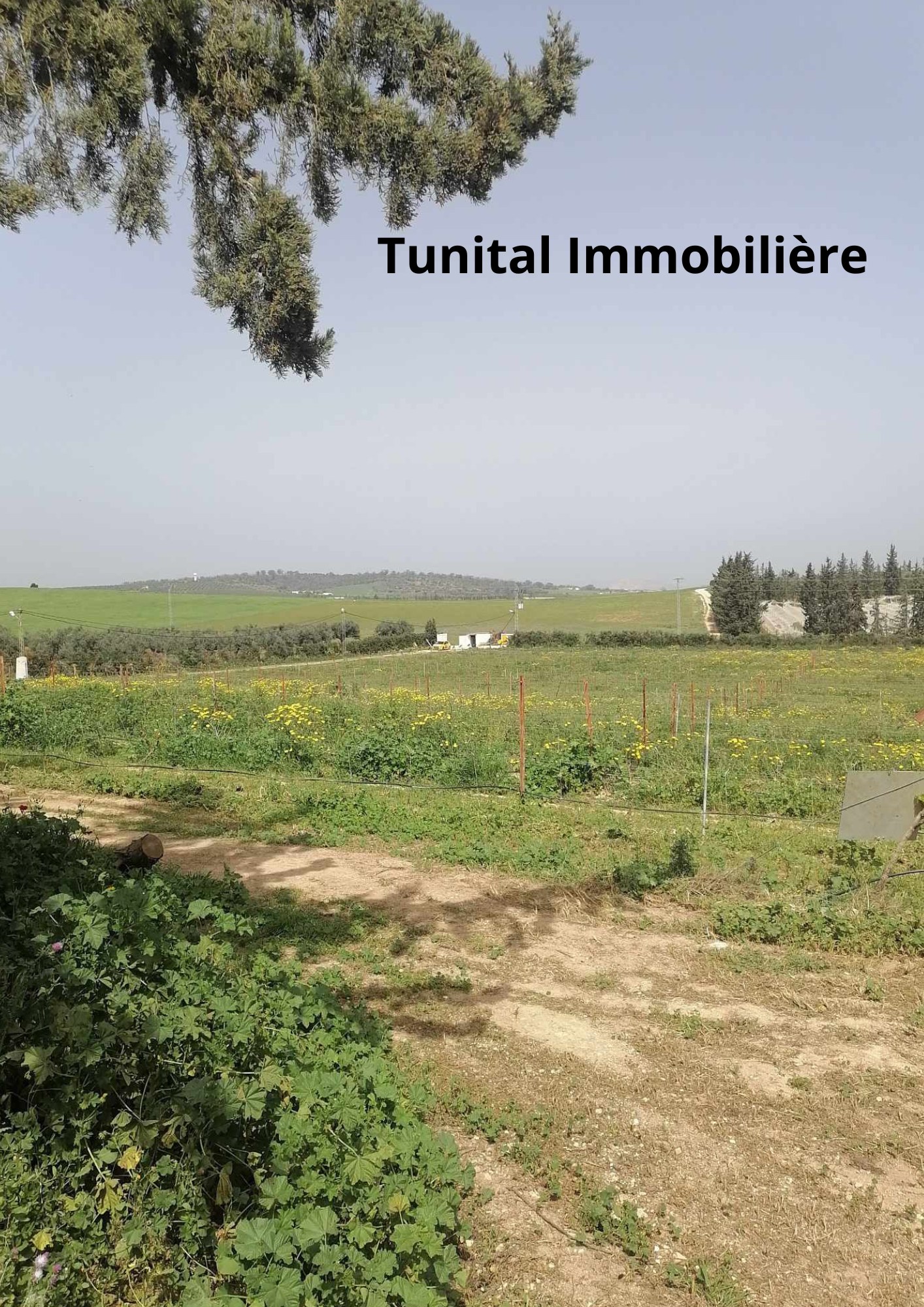 Borj El Amri Borj El Amri Terrain Terrain nu Ferme  manouba