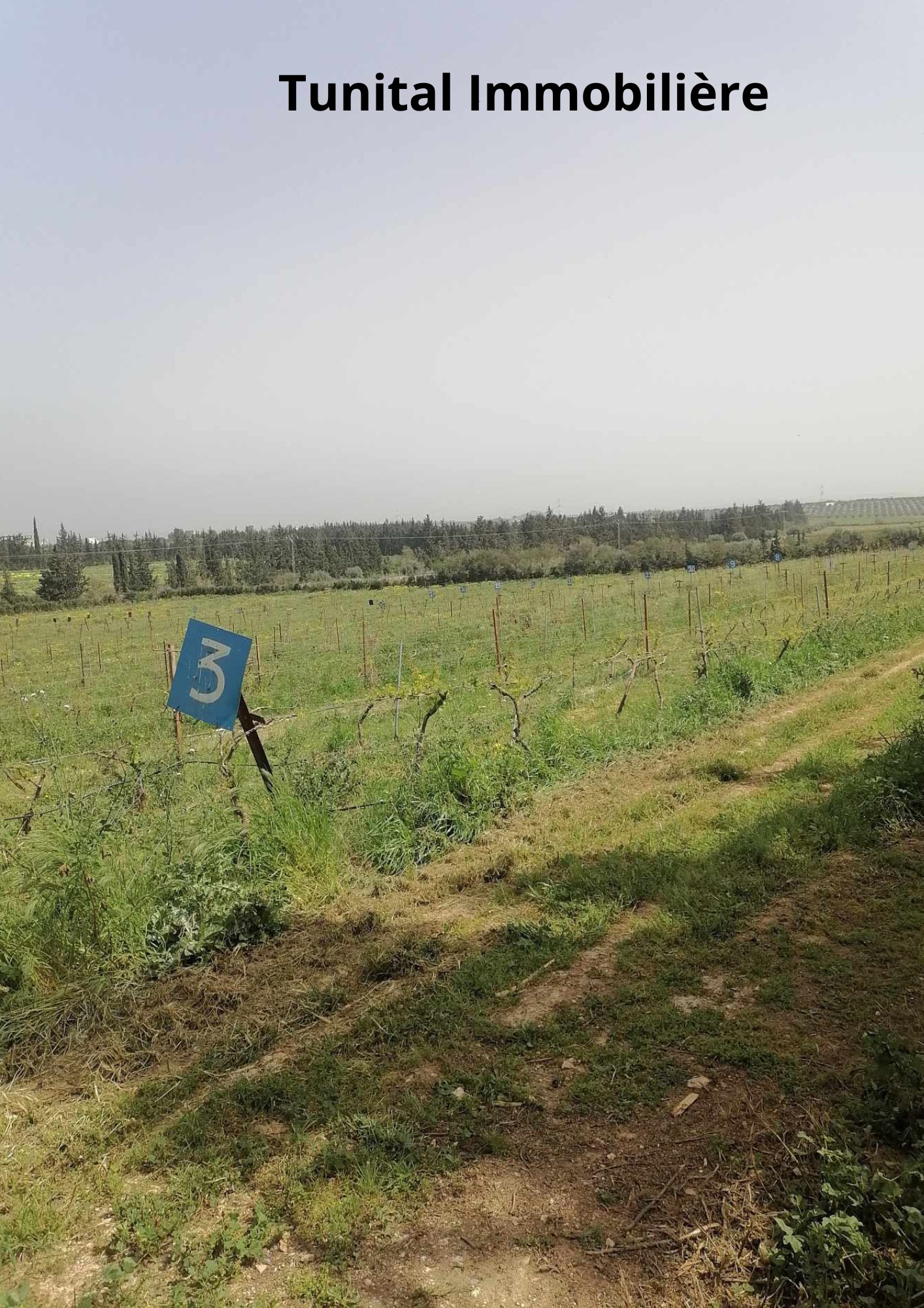 Borj El Amri Borj El Amri Terrain Terrain nu Ferme  manouba