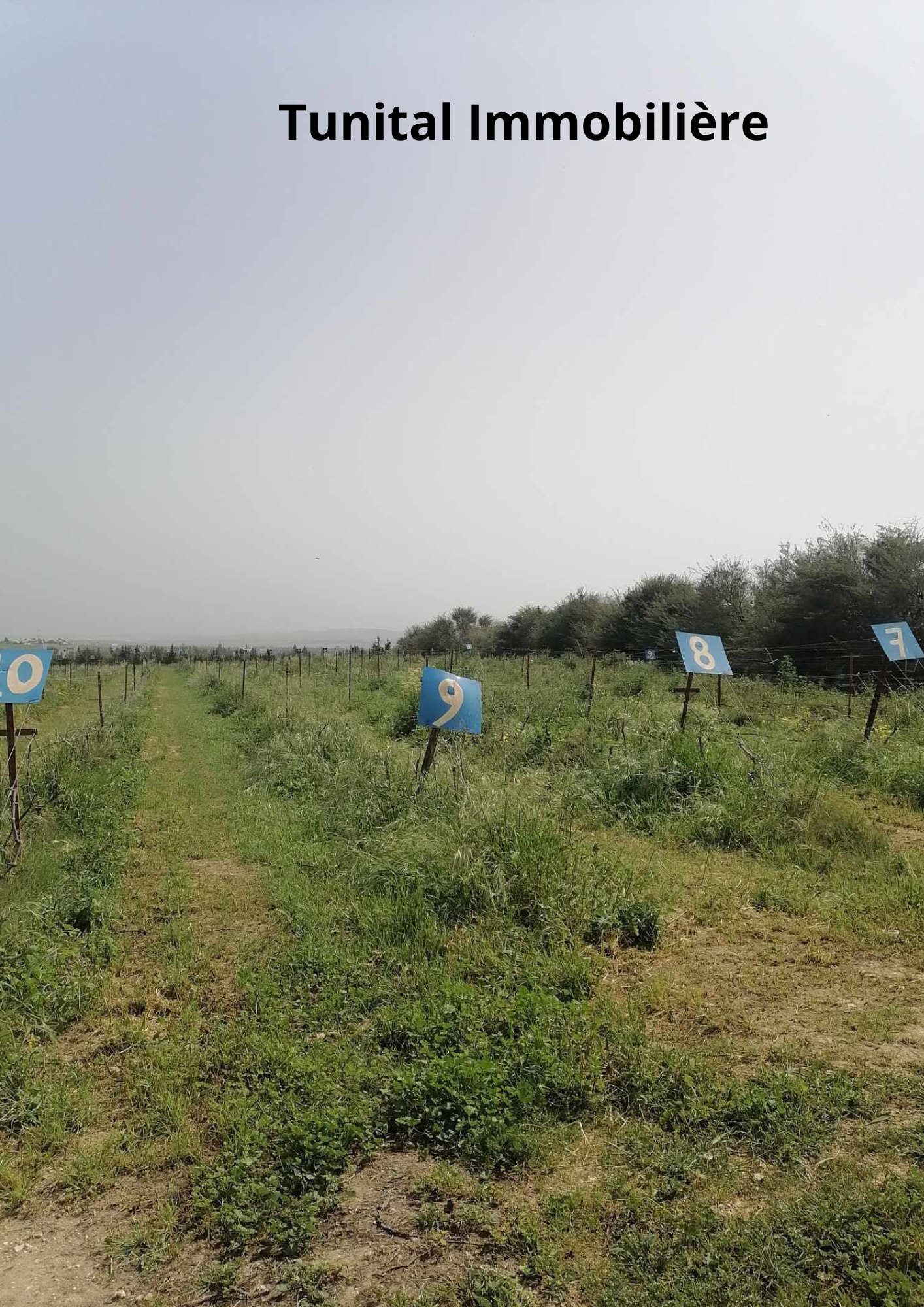Borj El Amri Borj El Amri Terrain Terrain nu Ferme  manouba