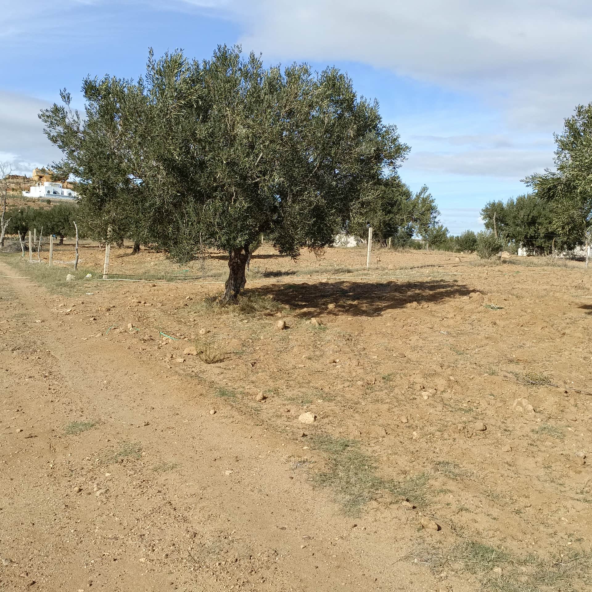 Hammamet Hammamet Terrain Terrain nu Av beau terrain 1000m  monchar hammamet sud