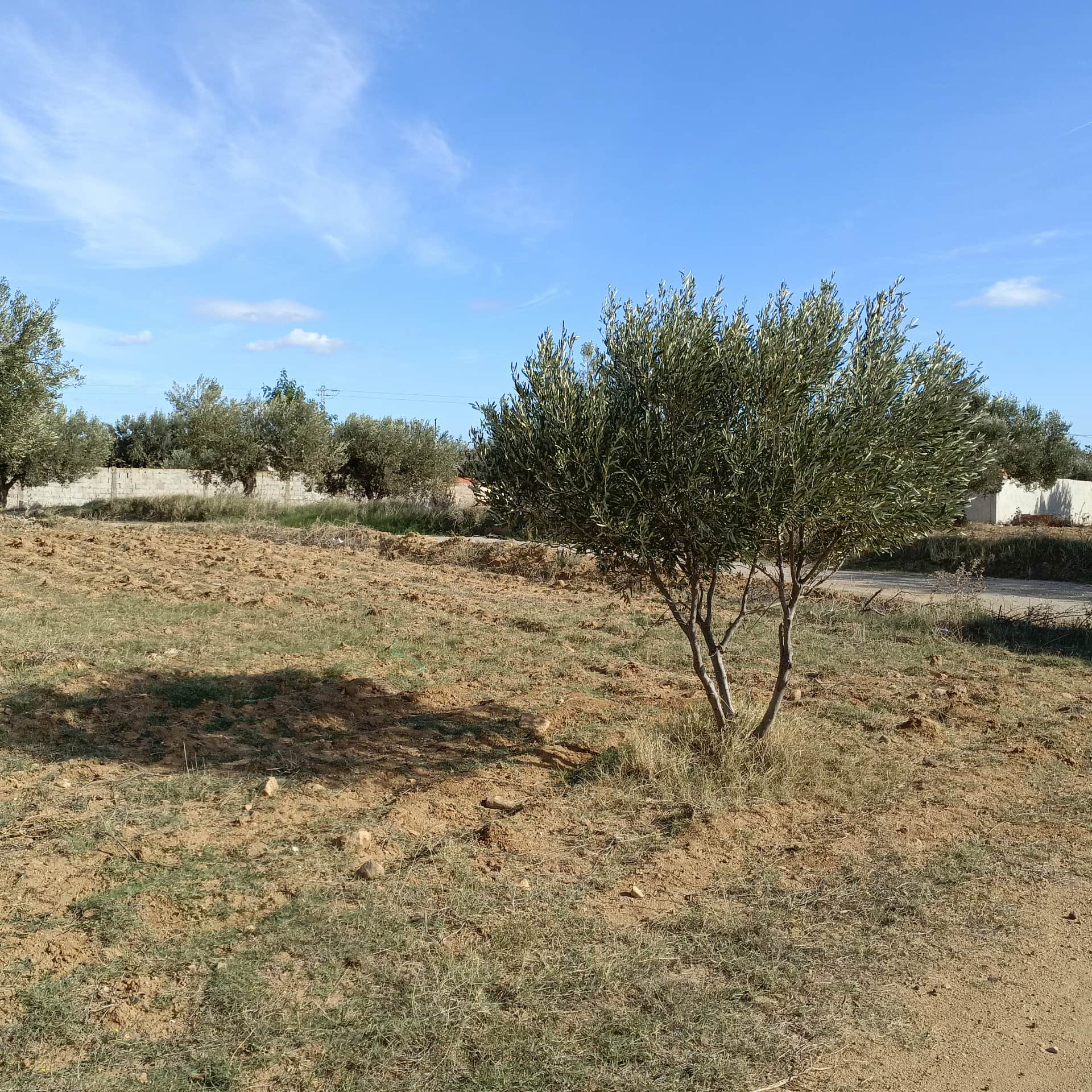 Hammamet Hammamet Terrain Terrain nu Av beau terrain 1000m  monchar hammamet sud