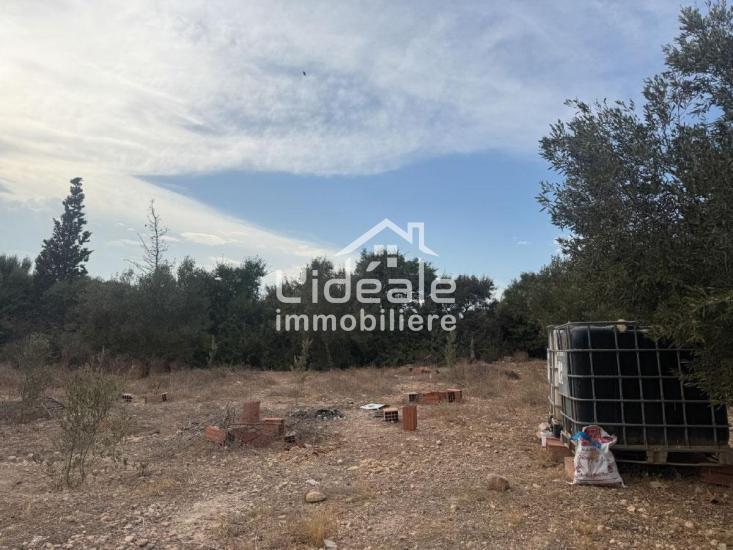 Hammamet Hammamet Terrain Terrain nu Terrain ramla  hammamet zone sidi hamed