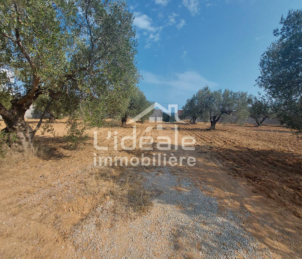 Hammamet Hammamet Terrain Terrain nu Terrain joelle  mrezgua hammamet nord