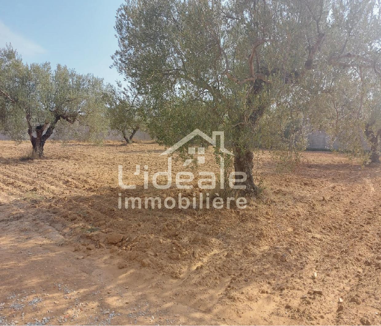 Hammamet Hammamet Terrain Terrain nu Terrain joelle  mrezgua hammamet nord