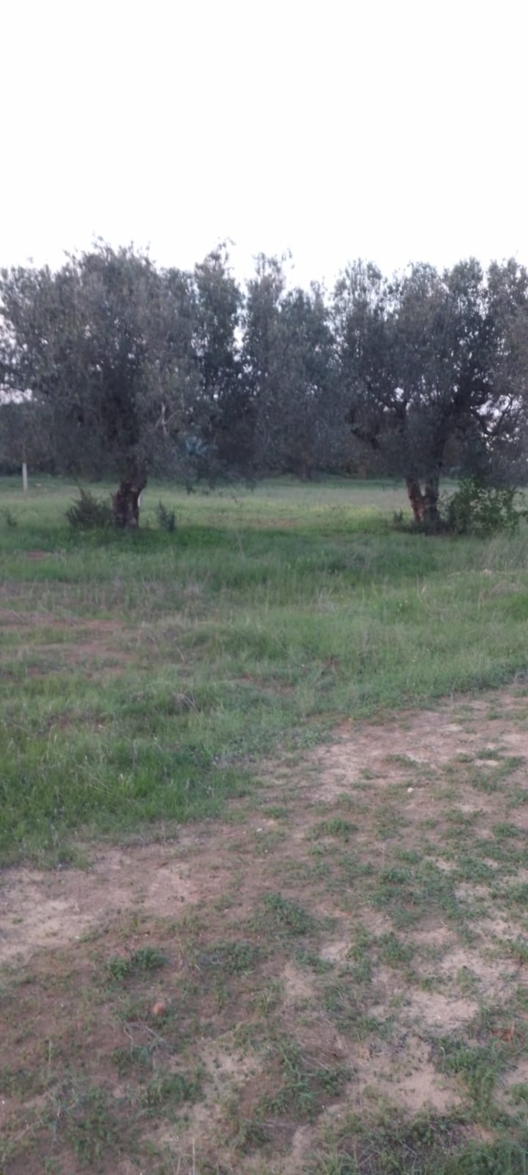 Hammamet&nbsp;Sidi Hmed&nbsp;Terrain&nbsp;Terrain agricole&nbsp;Bleu individuell